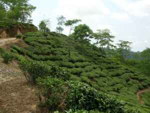 View of a Tea Garden in Darjeeling