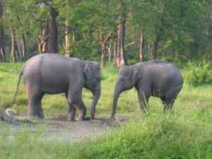 A herd of Elephants in the jungle of Dooars