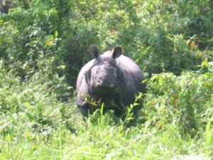 A Rhino at Jaldapara Wildlife Sanctuary