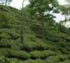 Tea Garden of Eastern Himalaya