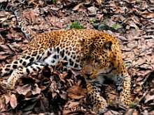 Tiger at forest