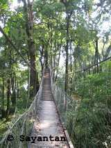 Canopy bridge in Loleygaon
