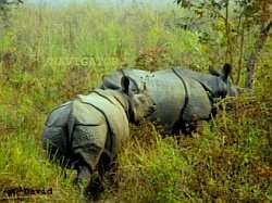 Jaldapara Wild Life Sanctuary