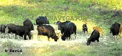 Gorumara National Park