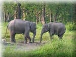 Wildlife in Eastern Himalaya