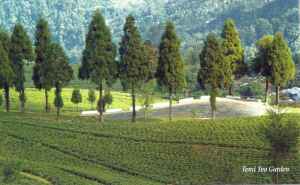 Temi Tea Garden