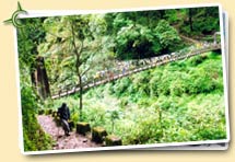 On the way to Dzongri
