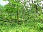 A Tea Estate, Duars