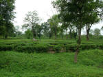 A Tea Estate, Duars