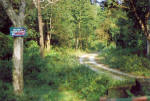Chuk Chuki Forest