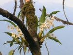 Orchid as seen in Mahananda Wildlife Sanctuary
