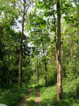 Forest if Buxa Tiger Reserve