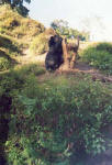 A Bear at Buxa Tiger Reserve