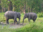 A Herd of Elephants as seen from the Hollong Bunglow