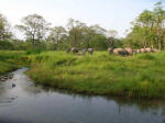 A Herd of Elephants as seen from the Hollong Bunglow