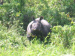 A Rhinoceros in Jaldapara Wildlife Sanctuary