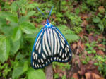 Fauna in the Duars Jungles
