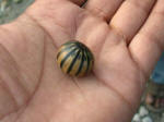 A Faunal Species in the North Bengal Jungles