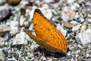 Butterfly at Rocky Island -Dooars