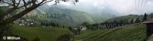 Darjeeling Tea Garden