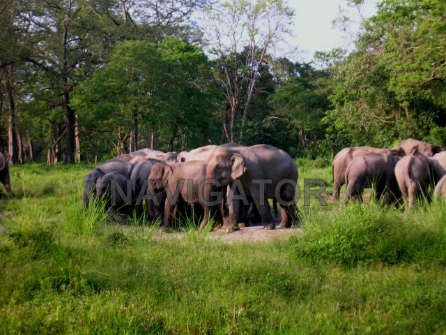Jaldapara -Elephant