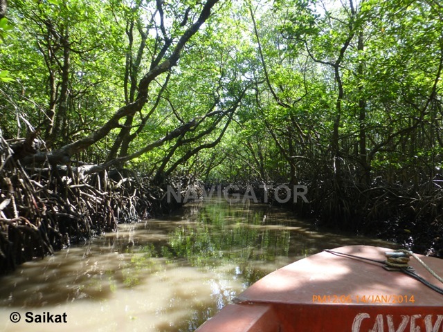 Mangrove Forest & Backwater- - Baratang