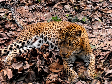 Leopard -Khayerbari Animal Rescue Centre