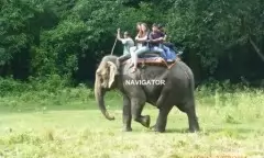 Elephant Safari