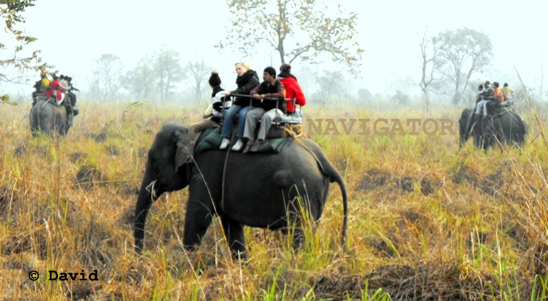 Jaldapara Elephant Safari