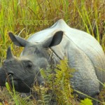 Jaldapara Rhino 2 150x150 - Darjeeling Gangtok Short Trip - 5 Days