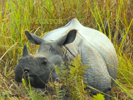 Jaldapara Rhino