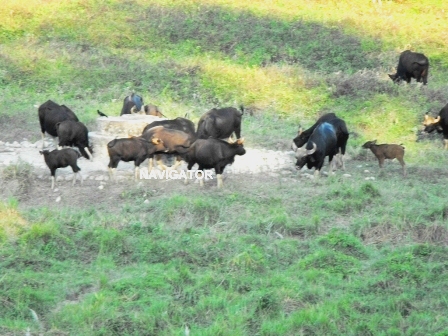Bison at Gorumara 2 - Dooars Tourism Guide