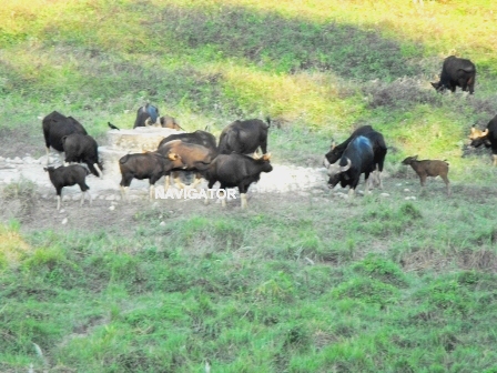 Bison at Gorumara 2 - Lataguri Tour - 3 Days