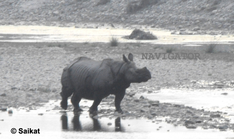 Chilapata Rhino - Jaldapara Tour - 3 Days