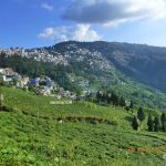 Happy Vallye Tea Garden - Darjeeling